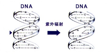 装着可能なUV-ED消毒聴診器